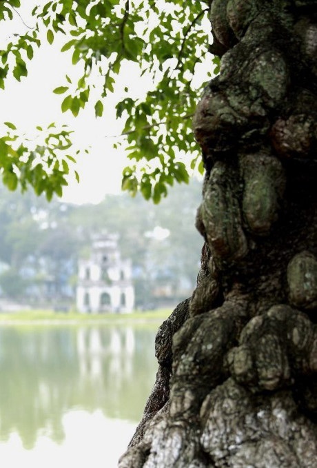 Hè về, Hồ Gươm đẹp, không chỉ ở màu nước trong xanh, mà còn bởi những hàng cây xanh ngắt ôm trọn lòng hồ, khéo léo trang điểm cho cảnh hồ thêm duyên trong những ngày nắng, huyền ảo những ngày mưa khi đông về.