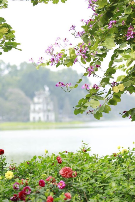 Đủ loại sắc hoa được TP trang hoàng dịp Tết Nguyên đán khoe sắc suốt mùa xuân.