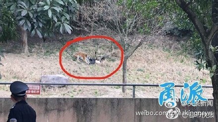 Hổ dữ cắn chết du khách trong vườn thú ở Trung Quốc - 1
Hình ảnh cho thấy một con hổ đang tấn công người đàn ông (Ảnh: Weibo)