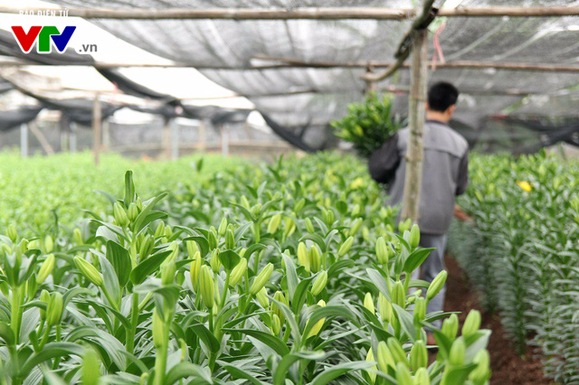 Hoa ly Tết nở sớm, người dân Tây Tựu lỗ nặng - 12
Chưa kể công sức, các chi phí mua bạt phủ, vôi bột, phèn chua, thuốc chống sương cho hoa, chỉ riêng tiền giống hoa, các hộ trồng hoa ở đây đã lỗ nặng