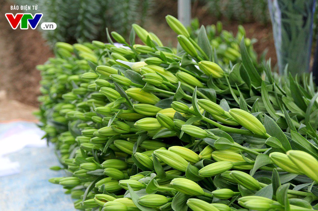 Hoa ly Tết nở sớm, người dân Tây Tựu lỗ nặng - 15
Do không thể hãm được nên người dân đành cắt hết số hoa nở để bán cho lái buôn