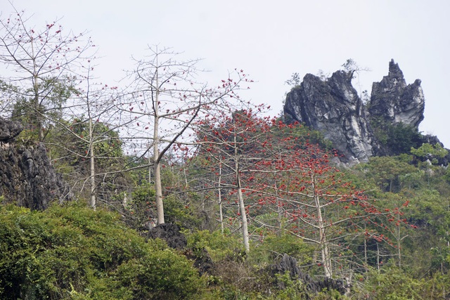 
Tháng Ba đi khắp các tuyến đường núi thuộc tỉnh Hà Giang, những vạt cây gạo đang độ ra hoa đỏ rực tạo nên cảnh sắc tuyệt đẹp. Dáng cây khẳng khiu, cao vút. Hoa nở thành chùm nổi bật trên lưng trời. Kết hợp lại, phong cảnh vùng núi Hà Giang rộng lớn như một bức tranh hoàn hảo được kiến tạo bởi thiên nhiên. (Ảnh: Hữu Nghị)
