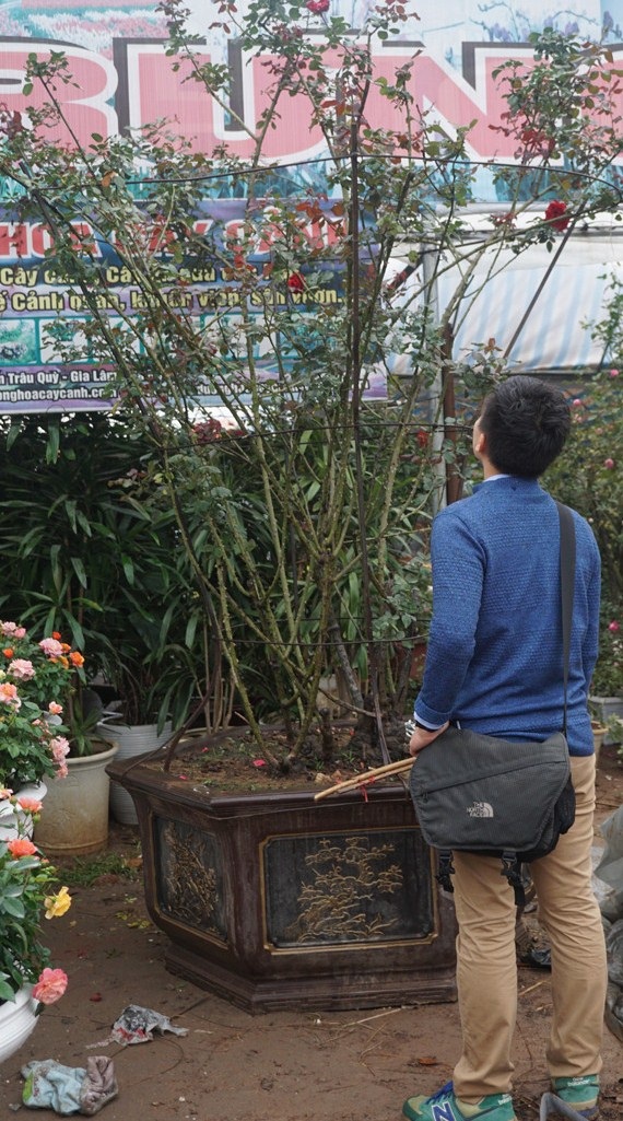 Chậu hoa hồng nghệ thuật- Thú chơi mới trong mùa Tết năm nay - 8
Một chậu hồng cổ có giá trị lên đến 50 triệu.
