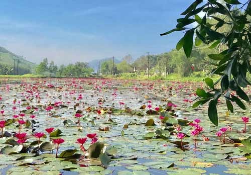 Ngỡ ngàng "rừng" hoa súng khoe sắc trên hồ ở chân đèo Eo Gió - 5 Ngỡ ngàng "rừng" hoa súng khoe sắc trên hồ ở chân đèo Eo Gió - 5