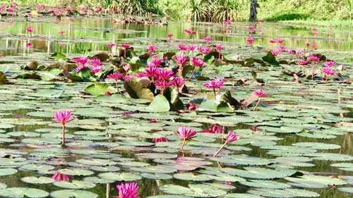 Ngỡ ngàng "rừng" hoa súng khoe sắc trên hồ ở chân đèo Eo Gió - 3 Ngỡ ngàng "rừng" hoa súng khoe sắc trên hồ ở chân đèo Eo Gió - 3