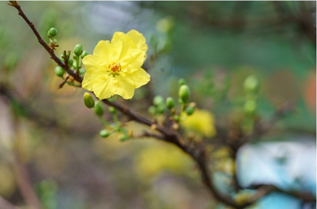 Mỗi năm một dịp nghẹn ngào - 1