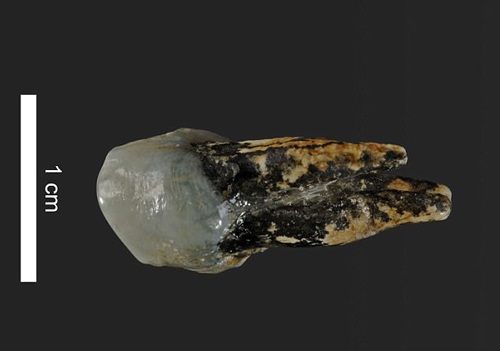 
Sử dụng kỹ thuật scan, các nhà khoa học có thể quan sát phần chân răng của hóa thạch.

