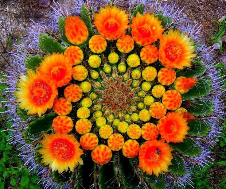 Las flores de los cactus son tan hermosas y atractivas como cualquier otra especie.
