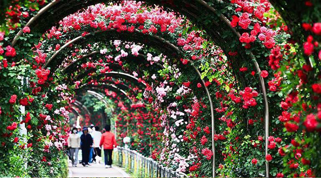 Vỡ mộng thượng uyển, thiếu nữ hăng hái chụp với hoa hồng "kiểu Bulgaria" - 1