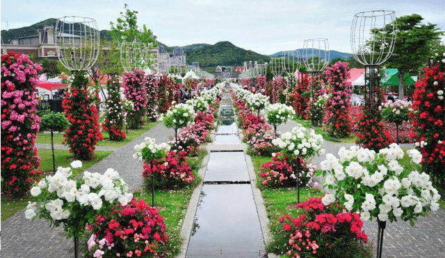 Vỡ mộng thượng uyển, thiếu nữ hăng hái chụp với hoa hồng "kiểu Bulgaria" - 3