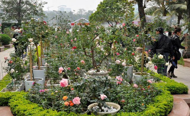 Vỡ mộng thượng uyển, thiếu nữ hăng hái chụp với hoa hồng "kiểu Bulgaria" - 4