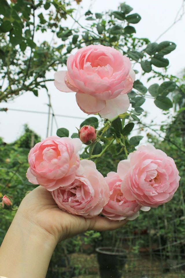 Nhiều loại hồng ngoại nhập về Việt Nam sẽ được ghép với gốc hồng tầm xuân (bản địa) để giữ nguyên phẩm chất và phom hoa cũng như chống chịu được với khí hậu khắc nghiệt của miền Bắc.