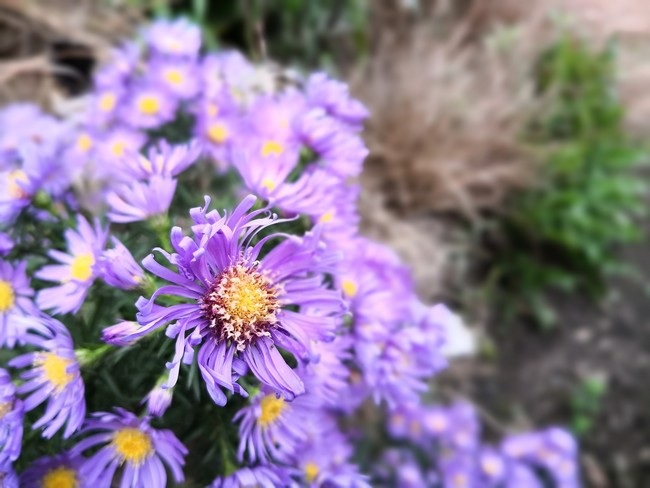 Điểm danh những smartphone có camera tốt nhất năm 2017 - 13