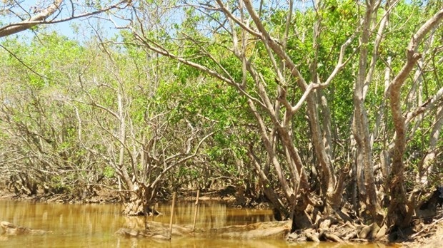 Rừng ngập mặn Rú Chá, thị xã Hương Trà