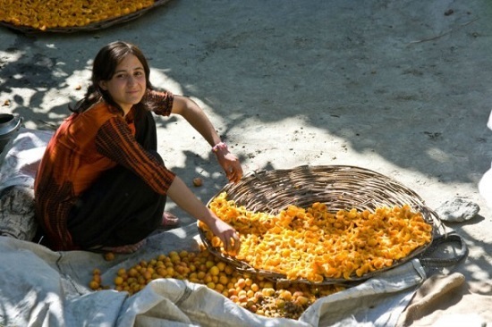 Bí mật sống khỏe, không ung thư, 60 tuổi vẫn có thể sinh con của người Hunza - 4 Mơ - chìa khóa cho sức khỏe tuyệt vời của người Hunza.