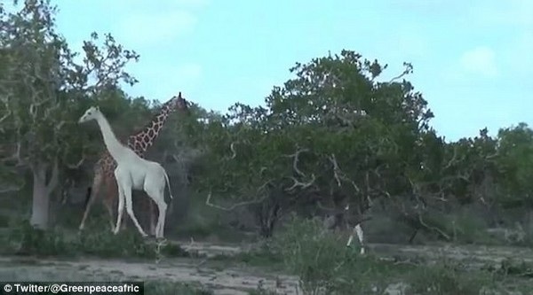 Quay được video cặp mẹ con hươu cao cổ màu trắng cực hiếm - 3 Hai mẹ con có bộ lông khác biệt so với những con khác trong đàn