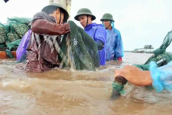 Theo chân ngư dân ra "ngao trường" đánh bắt ngao bằng... máy - 6
Anh Quân cho biết thêm, loại ngao này thả quanh năm, con giống do anh đi mua về thả (con giống ngao khi bé có giá khoảng 500 đồng/100 con). Với diện tích nuôi ngao 3ha như nhà anh Quân thì mỗi mùa vụ anh thả khoảng 24 triệu con giống ngao nhỏ (3ha nuôi ngao anh chia làm 3 khu thả xen kẽ, để khi thu hoạch được liên tục quanh năm).