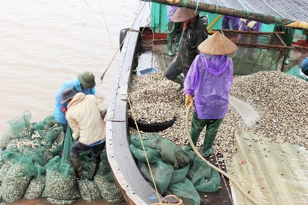 Theo chân ngư dân ra "ngao trường" đánh bắt ngao bằng... máy - 10
Một ngư dân cho biết, mỗi một bè đựng ngao của máy hút ngao này có thể chứa được trọng lượng ngao lên tới hơn 1 tấn rồi mới chuyển lên thuyền.