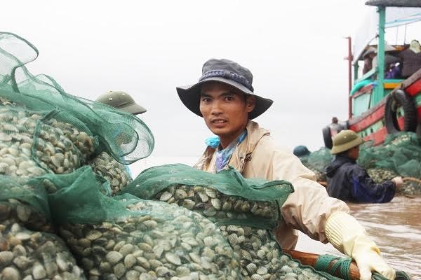 Theo chân ngư dân ra "ngao trường" đánh bắt ngao bằng... máy - 9
Hiện giá ngao thương lái thu mua tận nơi là 9.000 đồng /kg, sau khi bán ra thị trường con số này sẽ được đẩy lên khá cao. Ngoài ra ngao ở đây được xuất khẩu chủ yếu sang Trung Quốc. Sau mỗi một vụ ngao, với diện tích 3ha nuôi ngao, gia đình anh Quân thu về 1,8 tỷ đồng, trừ chi phí đi thì còn lãi khoảng từ 800-900 triệu đồng