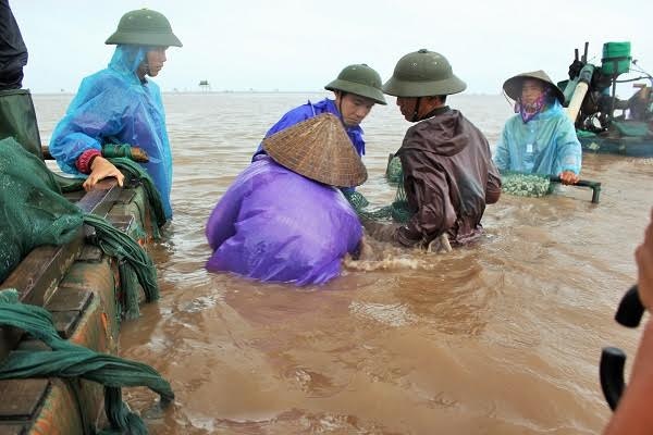 Theo chân ngư dân ra "ngao trường" đánh bắt ngao bằng... máy - 5
Anh Quân nói, trước đây để thu hoạch được một vụ ngao thương phẩm chỉ cần thời gian khoảng 12 tháng hoặc 13 tháng, nhưng đến bây giờ thì phải cần đến 18-20 tháng. Nguyên nhân là do ô nhiễm môi trường, và do thay đổi dòng chảy nước.