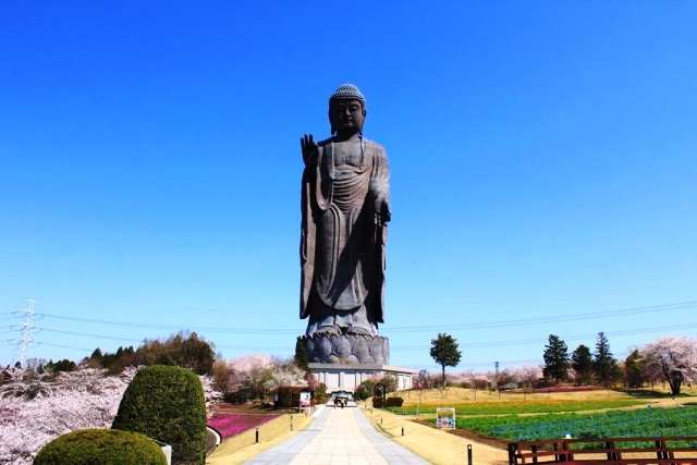 Ibaraki – thiên đường hoa nước Nhật đi cả 4 mùa không chán - 6 Tượng Đức Phật bằng đồng cao 120m ở Ibaraki. Ảnh: VTV
