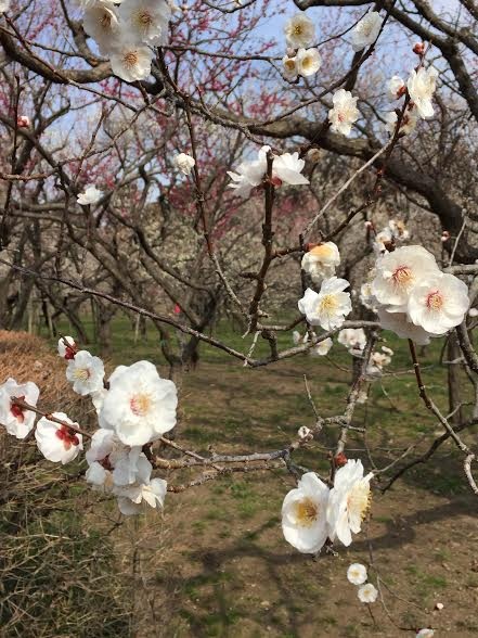Ibaraki – thiên đường hoa nước Nhật đi cả 4 mùa không chán - 5 Màu hoa trắng muốt tinh khôi làm trời thêm xuân