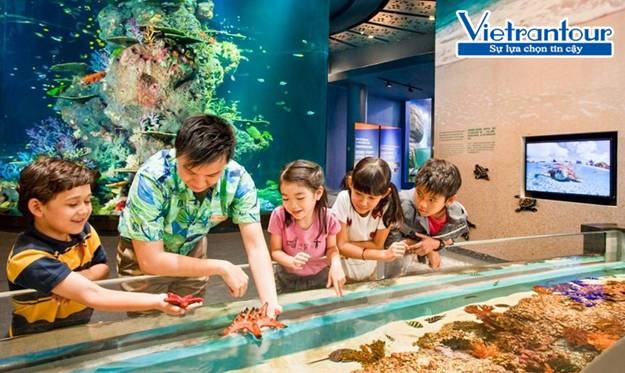 3 điểm “học mà chơi” cho trẻ tại Singapore - 2 Tại khu Touch Pool, các bé còn được chạm tay trực tiếp vào các chú sao biển xinh xắn