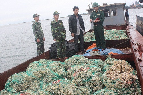 Bắt giữ 15 tấn vỏ hàu cấy giống nhập lậu - 1 Biên phòng phát hiện thu giữ 15 tấn hàu nhập lậu (ảnh minh họa)