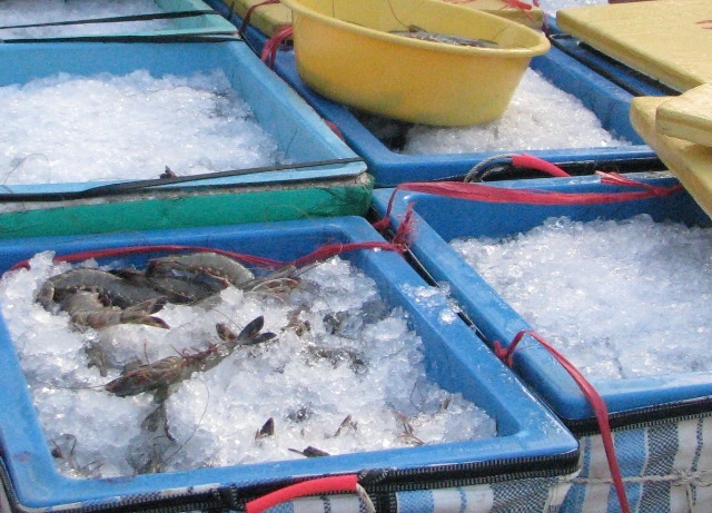 Khó xử lý triệt để tôm tạp chất - 1 Tình trạng tôm bơm tạp chất nhiều địa phương chưa xử lý triệt để, trong đó có tỉnh Cà Mau. (Ảnh minh họa)