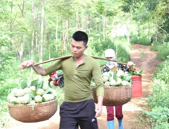 
Dưới chân núi có người chờ sẵn, gánh na ra chợ.
