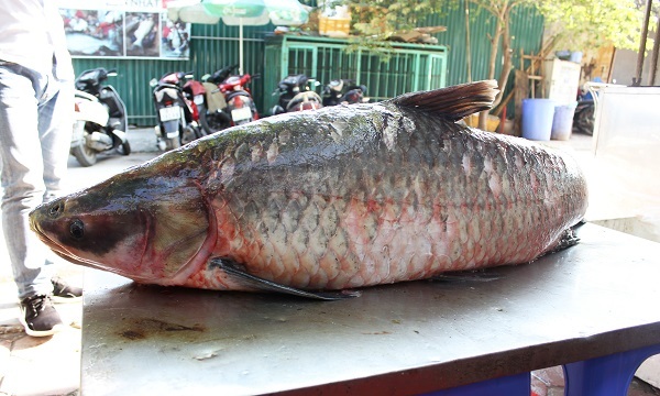 Cá trắm "khủng" 42 kg từ hồ Thác Bà về Hà Nội - 1
Con cá khủng có trọng lượng 42kg.
