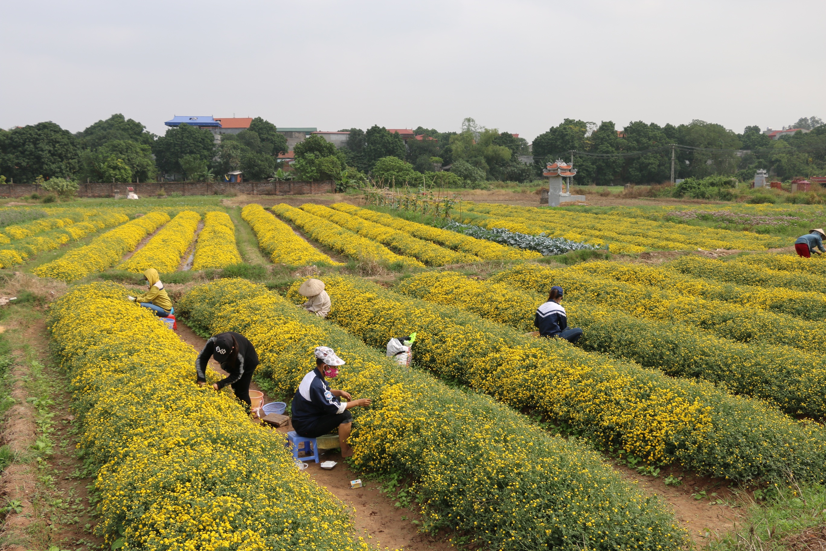 Ngắm cánh đồng hoa cúc chi tuyệt đẹp ở Hưng Yên | Báo Dân trí