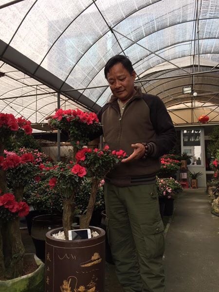 Tiêm nước vào mao mạch, truyền "thức ăn" qua vỏ để đỗ quyên nở đúng hẹn - 2