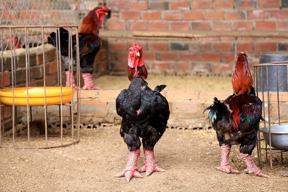 Thành ông chủ trại gà "tiến vua"...từ 200.000 đồng - 1 Thành ông chủ trại gà "tiến vua"...từ 200.000 đồng - 1