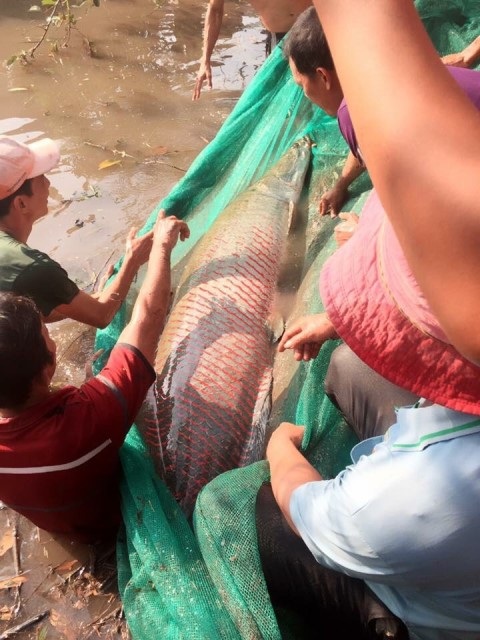 Cá hải tượng khủng được trả giá 350 triệu đồng - 1
Cá hải tượng nặng hơn 100 kg anh Điệp bắt được trên kênh.