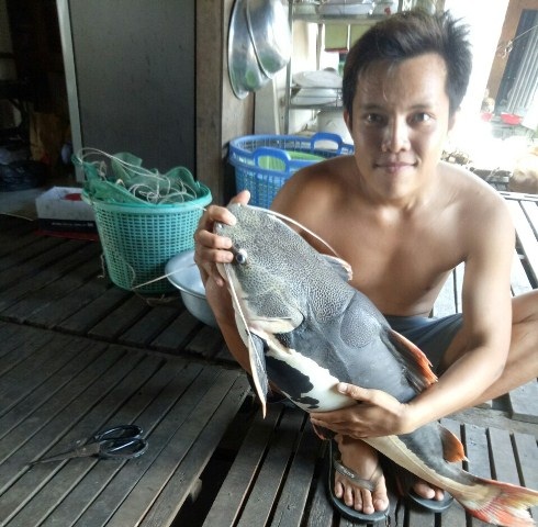 Dị thường đàn "thủy quái râu dài" của lão nông trên sông Hậu - 2 Hiện gia đình ông Bon đang sở hữu hàng chục con cá quý hiếm này