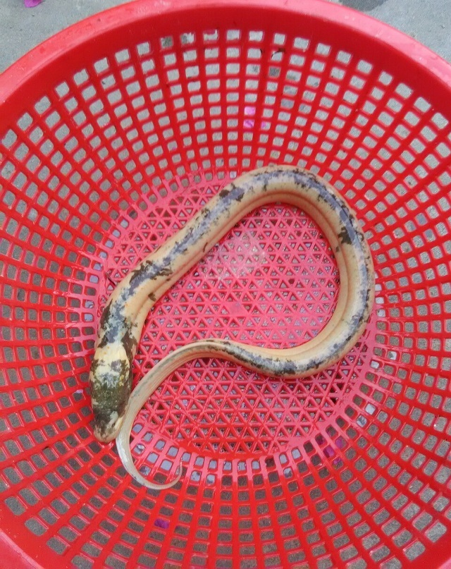 Bắt được con lươn có màu sắc lạ dài hơn nửa mét - 1 Con lươn gia đình ông Vinh bắt được.