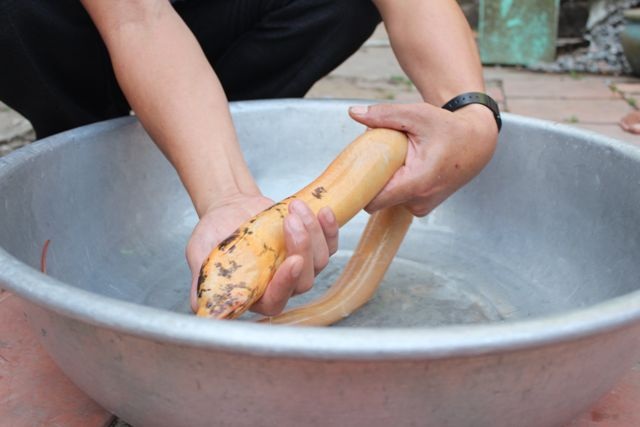 Bắt được con lươn có màu vàng óng, chấm đen hiếm thấy - 2 Một con lươn có màu vàng óng, chấm đen hiếm thấy vừa được bắt ở Bạc Liêu. (Ảnh: CTV)