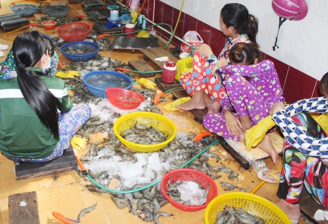 Bắt quả tang gần 20 người đang bơm chích tạp chất vào tôm - 1 Một số người được chủ cơ sở thuê bị bắt quả tang đang bơm tạp chất vào tôm.