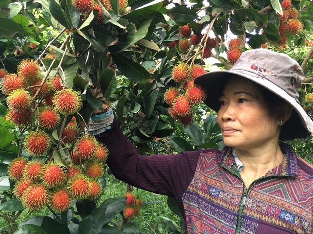 Phát hiện giống chôm chôm mới giá trị kinh tế cao - 1
Giống chôm chôm mới có màu sắc đẹp, ngon hơn nhiều so với các giống ở địa phương