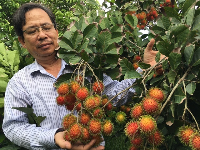 Phát hiện giống chôm chôm mới giá trị kinh tế cao - 2 Ngành nông nghiệp và nhà khoa học đang khảo sát, đánh giá chất lượng giống chôm chôm mới