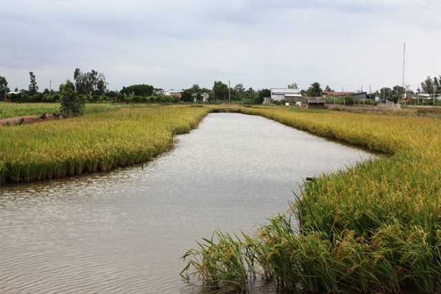 Chuyển dịch cơ cấu sản xuất để thích ứng với biến đổi khí hậu - 5 Trồng lúa sạch kết hợp nuôi thủy sản ở huyện Thạnh Phú (Bến Tre)