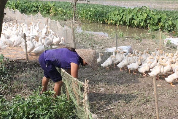 Sống giữa Thủ đô, 48 tuổi 14 lần sinh nở... tại nhà - 3 
Cuộc sống quay cuồng với guồng quay mưu sinh nuôi con của bà Hải.