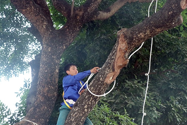 Chủ tịch Hà Nội bất ngờ kiểm tra việc đánh chuyển cây xanh trên đường Phạm Văn Đồng - 8 Trước khi đánh chuyển, lực lượng công nhân sẽ cắt tỉa làm gọn tán cây xà cừ