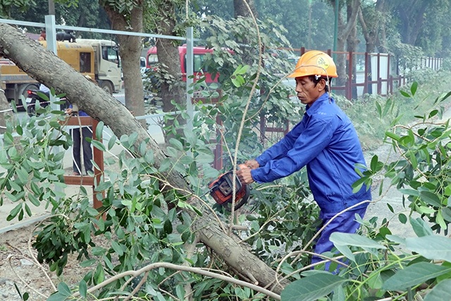 Chủ tịch Hà Nội bất ngờ kiểm tra việc đánh chuyển cây xanh trên đường Phạm Văn Đồng - 9 Các cành xà cừ bị cắt bớt tạo điều kiện thuận lợi cho quá trình đánh chuyển cây
