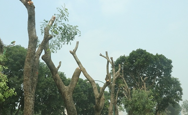 Chủ tịch Hà Nội bất ngờ kiểm tra việc đánh chuyển cây xanh trên đường Phạm Văn Đồng - 10 Dự kiến từ nay đến hết tháng 12/2017, quá trình đánh chuyển cây trên đường Phạm Văn Đồng sẽ thực hiện xong.
