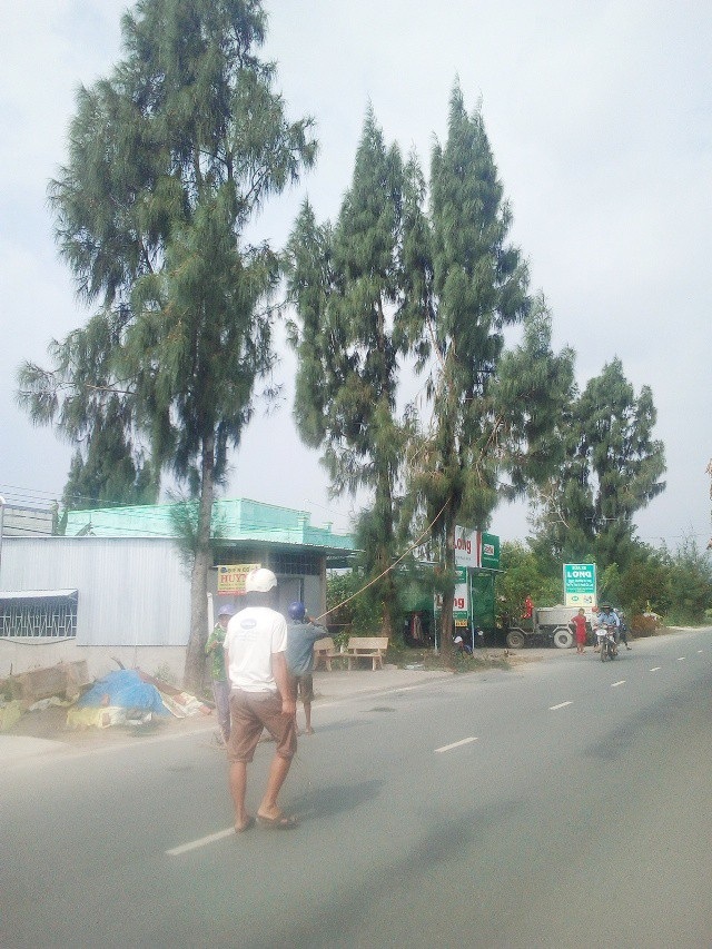 Triển khai ứng phó bão không tốt thì xử lý trách nhiệm! - 5 Người dân cưa cây cao cạnh nhà.