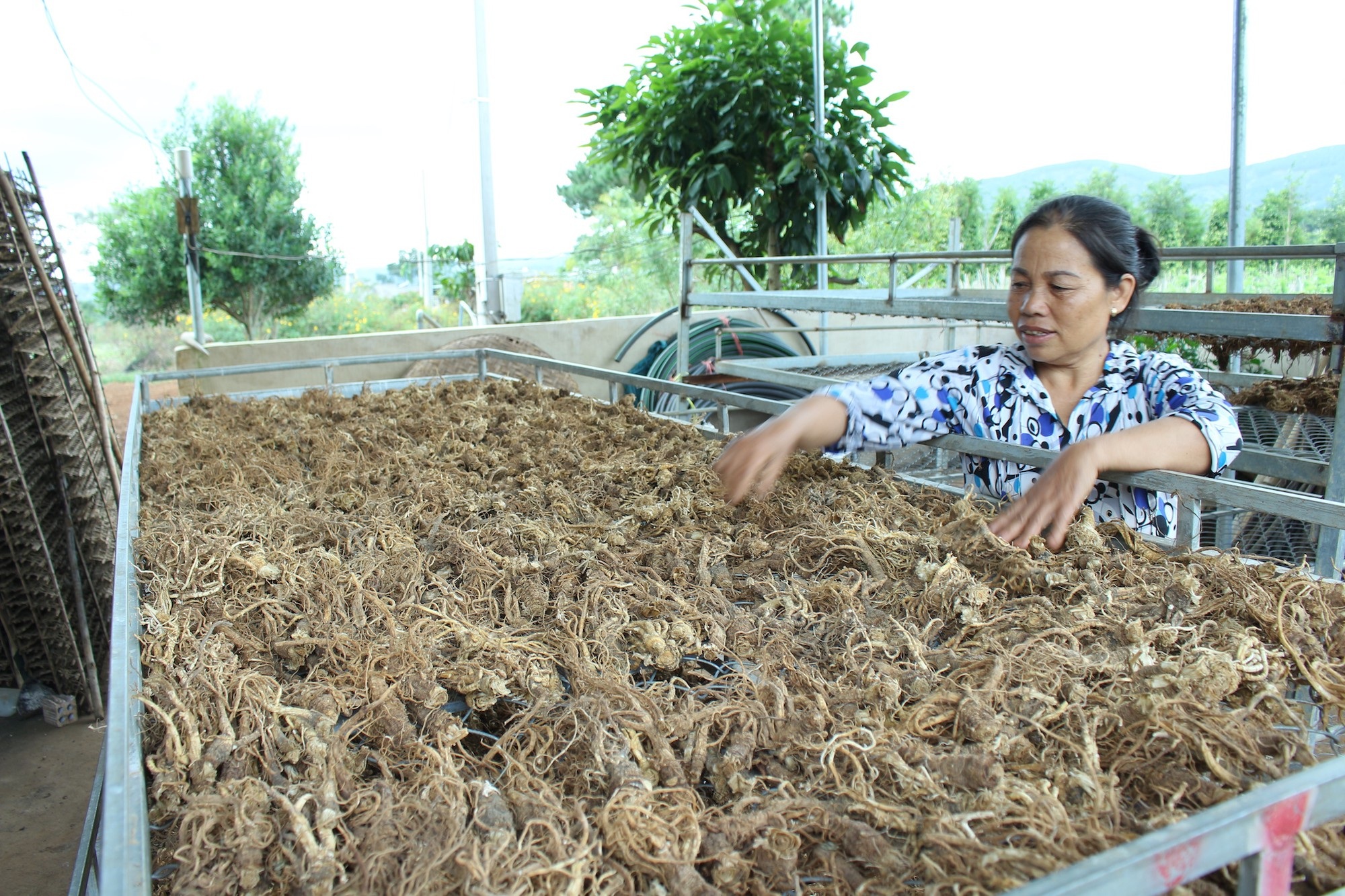 Lâm Đồng: Mê trồng dược liệu, lão nông kiếm nửa tỷ đồng mỗi năm - 2 Đương quy sau khi thu hoạch sẽ được sấy thành phẩm và cung cấp cho các thị trường dược liệu