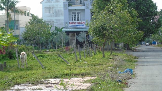 Cần Thơ: Hàng trăm hộ dân “khóc ròng” vì khu dân cư của “đại gia” Diệu Hiền - 2 Trong khu dân cư nhưng một số hộ dân nuôi bỏ thả rong ngoài đường, phân nước tiểu vương vãi khắp nơi
