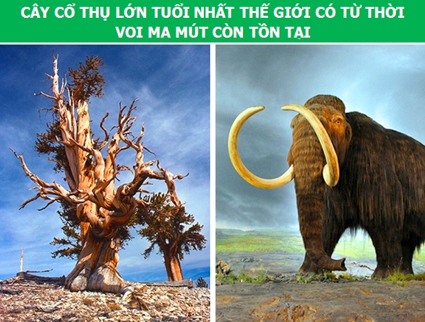 Những sự thật lịch sử khiến bạn phải thay đổi cái nhìn của mình về các mốc thời gian - 1 Những sự thật lịch sử khiến bạn phải thay đổi cái nhìn của mình về các mốc thời gian - 1